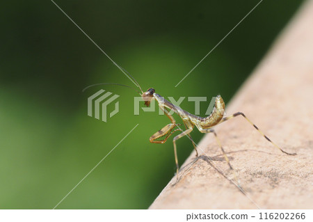 Caterpillar larva 116202266