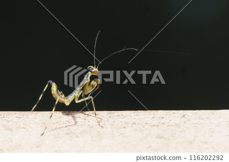 Caterpillar larva 116202292