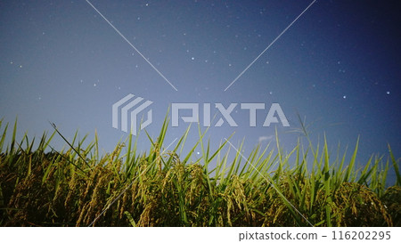 Starry sky and rice 116202295
