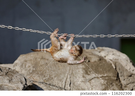 A baby rhesus monkey walking along a stretched chain A baby rhesus monkey walking along a stretched chain 116202300