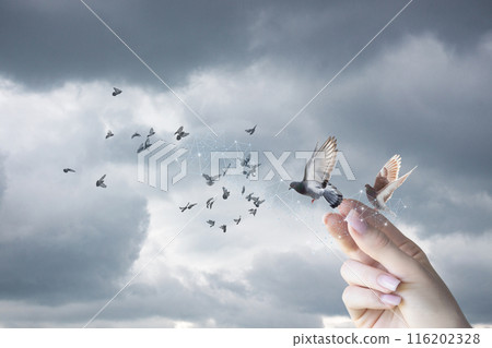 Hand interacts with doves as a symbol of hope for peace. 116202328