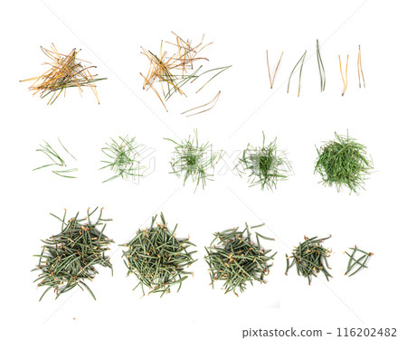 Heap of pine needles isolated on white background Heap of pine needles isolated on white background 116202482