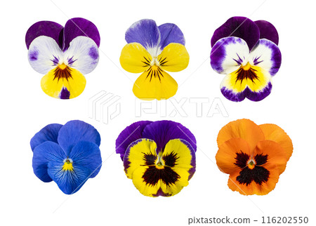 Violet Pansies Isolated, Color Viola Close up, Viola Flowers Set, Heartsease Collection, Johnny Jump up 116202550