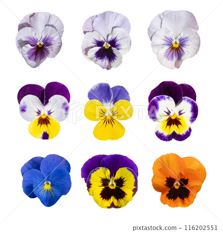 Violet Pansies Isolated, Color Viola Close up, Viola Flowers Set, Heartsease Collection, Johnny Jump up Violet Pansies Isolated, Color Viola Close up, Viola Flowers Set, Heartsease Collection, Johnny Jump up 116202551