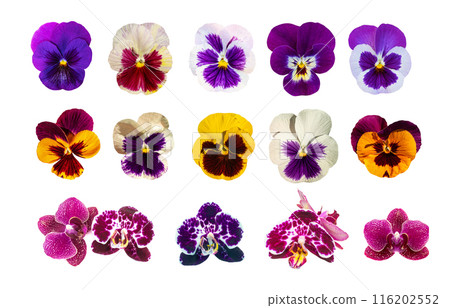 Purple Violet Pansies, Tricolor Viola Close up, Flowerbed with Viola Flowers, Heartsease, Johnny Jump Purple Violet Pansies, Tricolor Viola Close up, Flowerbed with Viola Flowers, Heartsease, Johnny Jump 116202552