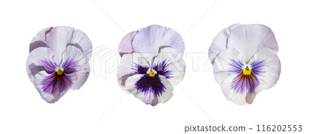 Light Purple Violet Pansies Isolated, Viola Flowers Close up, Viola Flowers Set, Heartsease Collection, 116202553