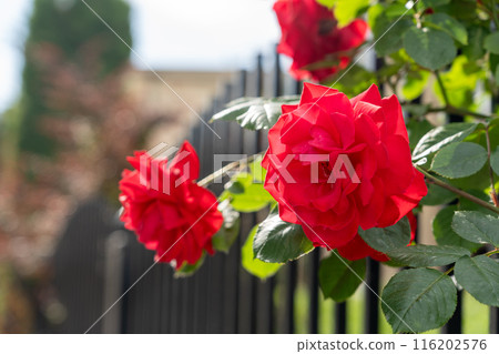 Red roses, blooming rose shrubs along a fence, vibrant petals striking visual display, perfect garden 116202576