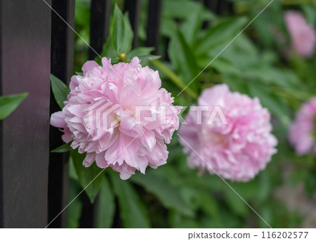 Pink Peonies flowers, paeonia in bloom along a fence, vibrant pink flowers, lush green leaves, perfect garden 116202577