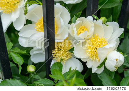 White peonies, also known as paeonia in bloom along a fence, bright yellow centers, lush green foliage 116202578