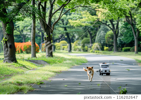 Pet robot taking Shiba Inu for a walk_3 Pet robot taking Shiba Inu for a walk_3 116202647