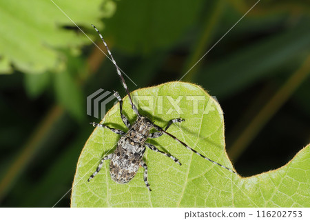 Katajirogomafu Kamikiri 116202753