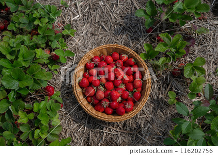 strawberry basket harvest summer berry sweet background 116202756