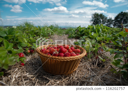strawberry basket harvest summer berry sweet background 116202757