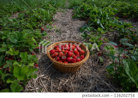 strawberry basket harvest summer berry sweet background strawberry basket harvest summer berry sweet background 116202758