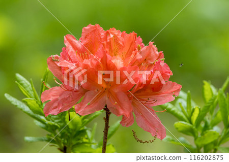 Ranged azalea in full bloom 116202875