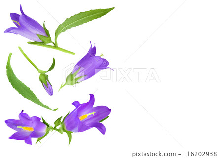 Campanula flower isolated on white background. Top view with copy space for your text. Flat lay Campanula flower isolated on white background. Top view with copy space for your text. Flat lay 116202938