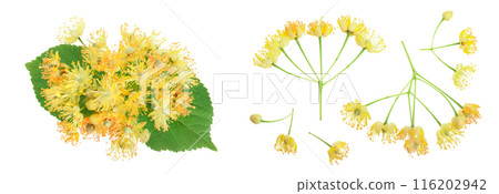 Linden flowers with leaf isolated on white background 116202942