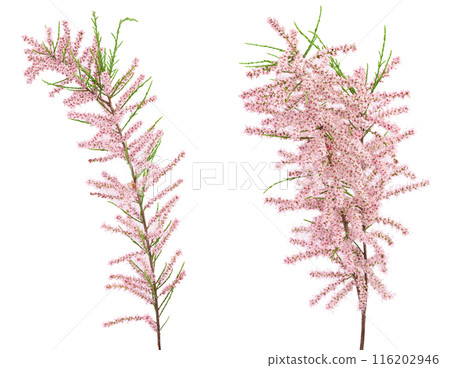 branch of tamarix isolated on white background with full depth of field branch of tamarix isolated on white background with full depth of field 116202946