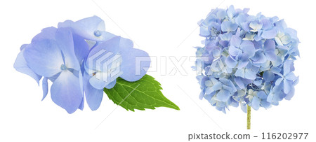 Blue Hydrangea flower isolated on white background 116202977