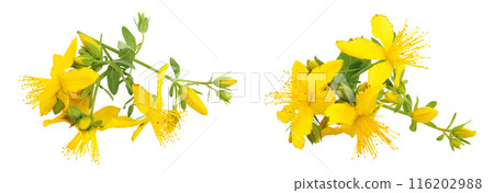 saint john's wort or Hypericum flowers isolated on white background. Top view. Flat lay saint john's wort or Hypericum flowers isolated on white background. Top view. Flat lay 116202988