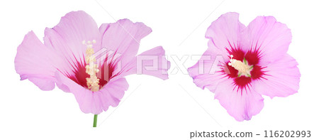 Pink hibiscus flower isolated on white background Pink hibiscus flower isolated on white background 116202993