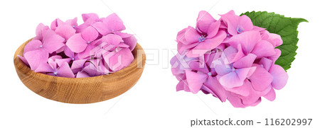 Pink Hydrangea flower in wooden bowl isolated on white background Pink Hydrangea flower in wooden bowl isolated on white background 116202997