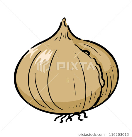 手繪洋蔥 116203013