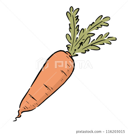 Hand drawn carrot 116203015