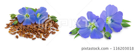 flax seeds with flower isolated on white background 116203018