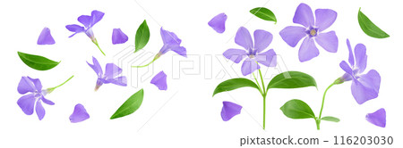 wild periwinkle flowers isolated on white background. Top view. Flat lay. wild periwinkle flowers isolated on white background. Top view. Flat lay. 116203030