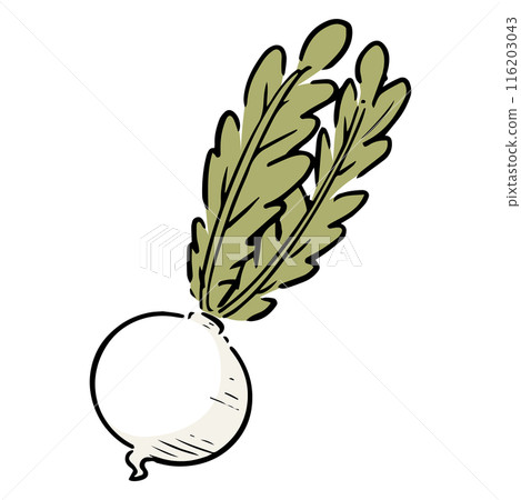 Hand drawn turnip 116203043