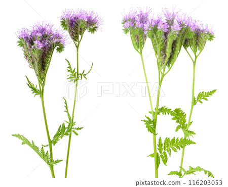 Phacelia flower isolated on white background with full depth of field Phacelia flower isolated on white background with full depth of field 116203053