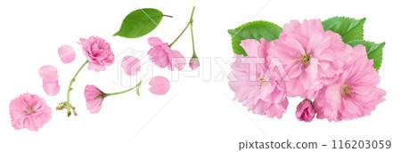 Sakura flower cherry blossom isolated on white background with full depth of field. Top view. Flat lay 116203059