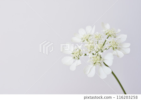 白色蕾絲花 白色蕾絲花 116203258