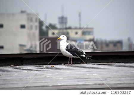 seagull seagull 116203287