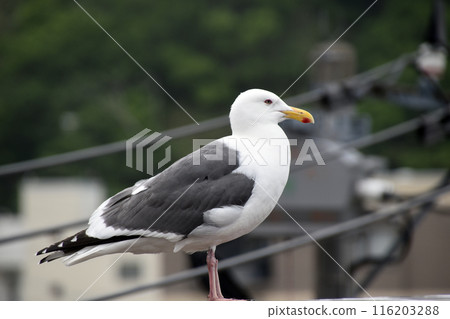 seagull seagull 116203288