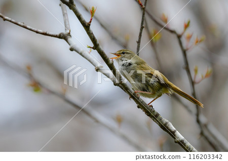 The Japanese bush warbler is a familiar little bird whose beautiful song can be heard in the highlands and parks in early summer. 116203342