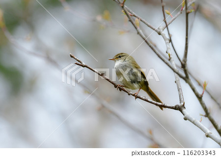 The Japanese bush warbler is a familiar little bird whose beautiful song can be heard in the highlands and parks in early summer. 116203343