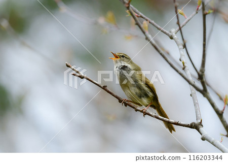 日本鶯是一種常見的小鳥，在初夏的高原和公園裡會唱出優美的歌聲。 116203344