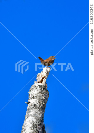 可愛的鷦鷯,一種從初夏到夏季在高地和山區歌唱的小鳥。 可愛的鷦鷯,一種從初夏到夏季在高地和山區歌唱的小鳥。 116203348
