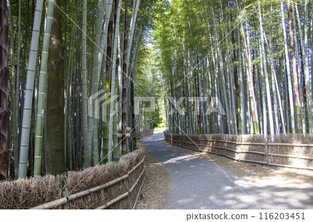 赤塔竹林 赤塔市 赤塔竹林 赤塔市 116203451