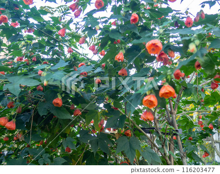 Bush with red flowers in the form of bells. Background of leaves and bluebells. Botany. Nature in the city of the south. Blooming in autumn 116203477