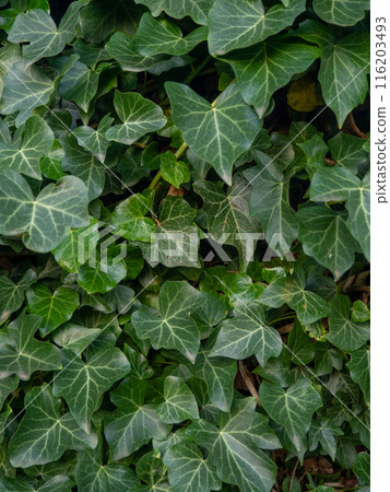 Ivy curls around a tree trunk. Bright green ivy leaves. Background from beautiful leaves. Leaves of an unusual shape. Ivy curls around a tree trunk. Bright green ivy leaves. Background from beautiful leaves. Leaves of an unusual shape. 116203493