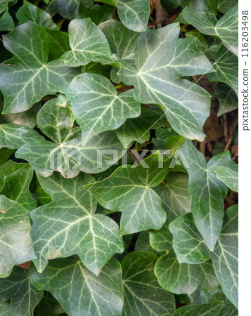 Ivy curls around a tree trunk. Bright green ivy leaves. Background from beautiful leaves. Leaves of an unusual shape. 116203498