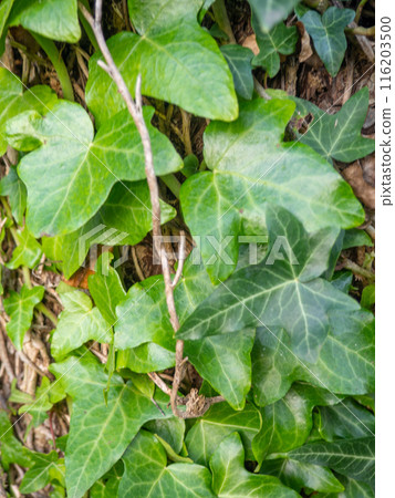 Ivy curls around a tree trunk. Bright green ivy leaves. Background from beautiful leaves. Leaves of an unusual shape. 116203500