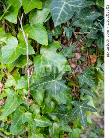 Ivy curls around a tree trunk. Bright green ivy leaves. Background from beautiful leaves. Leaves of an unusual shape. 116203502