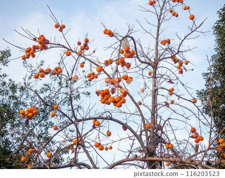 Persimmon on a branch. Fruit on a fallen tree. Autumn fruits. Persimmon on a tree in December. Ripe fruits. Persimmon on a branch. Fruit on a fallen tree. Autumn fruits. Persimmon on a tree in December. Ripe fruits. 116203523