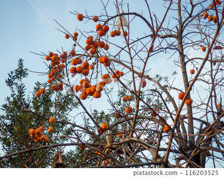 Persimmon on a branch. Fruit on a fallen tree. Autumn fruits. Persimmon on a tree in December. Ripe fruits. Persimmon on a branch. Fruit on a fallen tree. Autumn fruits. Persimmon on a tree in December. Ripe fruits. 116203525