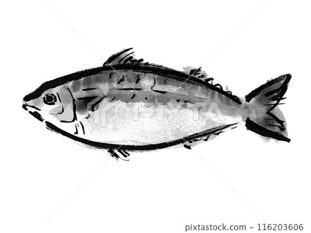 Hand-drawn Japanese-style brush illustration material of mackerel fish Hand-drawn Japanese-style brush illustration material of mackerel fish 116203606