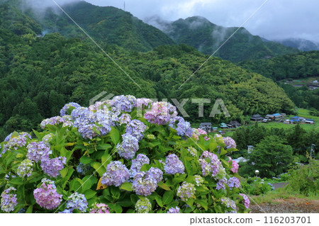 新宮紫陽花村的景色(愛媛縣四國中央市) 新宮紫陽花村的景色(愛媛縣四國中央市) 116203701
